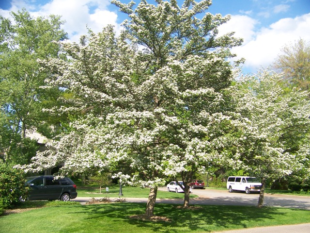 Crataegus viridis CrataegusWinterKing.JPG