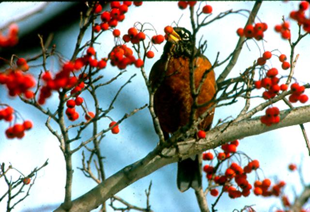 Picture of Crataegus viridis 'Winter King' Winter King Hawthorn