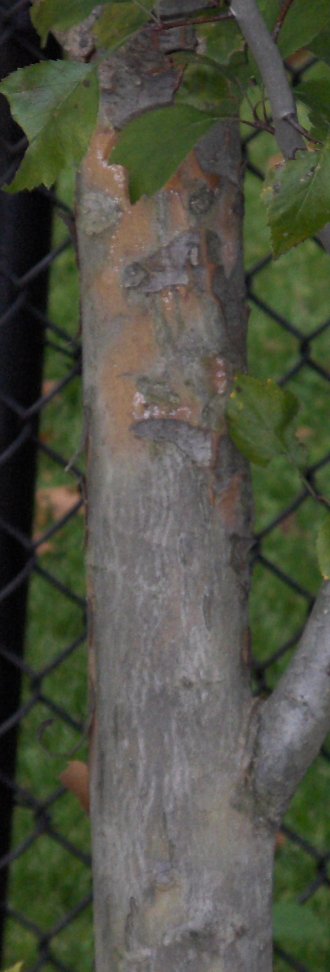 Picture of Crataegus viridis 'Winter King' Winter King Hawthorn