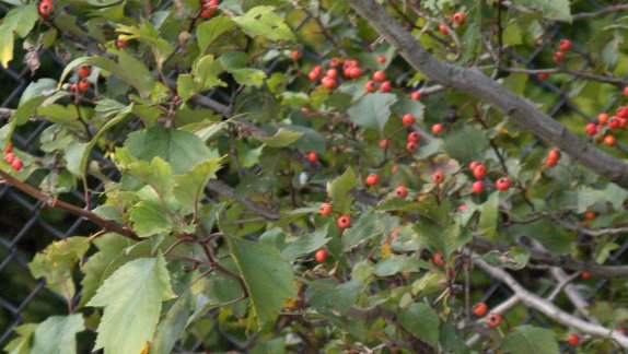 Picture of Crataegus viridis 'Winter King' Winter King Hawthorn