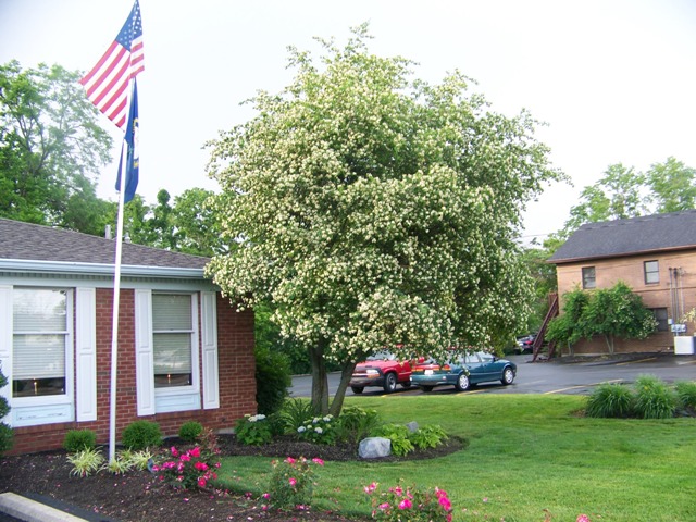 Crataegus phaenopyrum Crataegusphaenopyrum.JPG