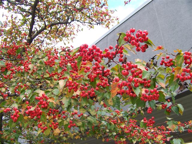 Picture of Crataegus phaenopyrum  Washington Hawthorn