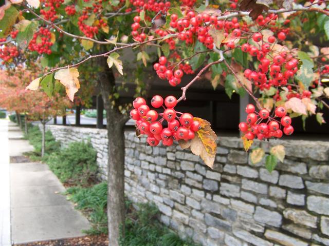 Picture of Crataegus phaenopyrum  Washington Hawthorn