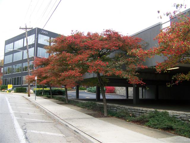 Crataegus phaenopyrum Crataegusphaenopyrum_WashingtonHawthorn.jpg