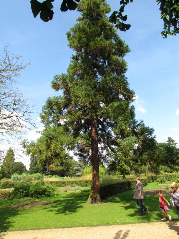 Cryptomeria japonica CryptomeriaJaponicaFullCUBG1.JPG