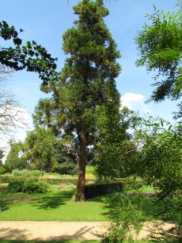 Cryptomeria japonica CryptomeriaJaponicaFullCUBG2.JPG