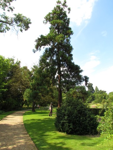 Cryptomeria japonica CryptomeriaJaponicaFullCUBG3.JPG