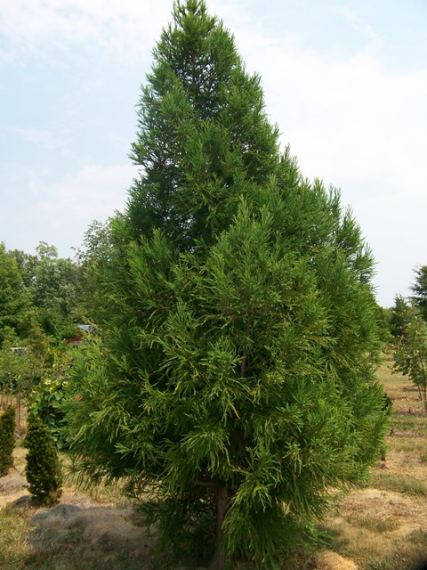 Picture of Cryptomeria japonica 'Ben Franklin' Japanese Cedar