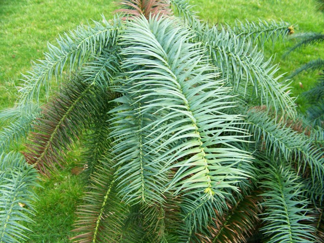 Picture of Cunninghamia lanceolata 