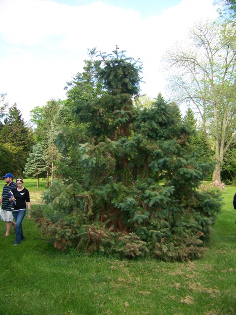 Cunninghamia lanceolata CunninghamiaGlaucaSG.JPG