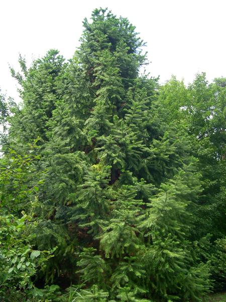 Picture of Cunninghamia lanceolata  Chinafir