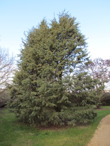 Cupressus bakeri CupressusBakeriMatthewsii3.JPG