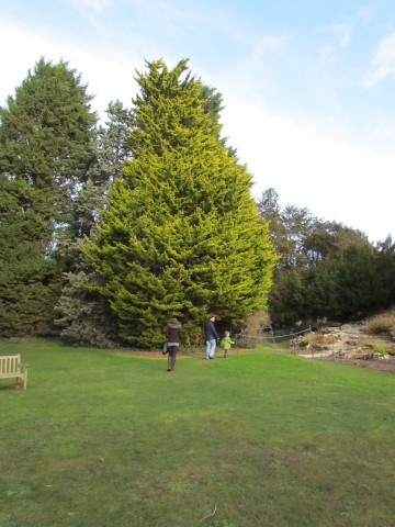 Cupressus macrocarpa CupressusMacrocarpaDonardGold1.JPG