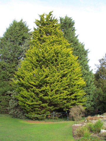 Cupressus macrocarpa CupressusMacrocarpaDonardGold2.JPG