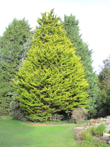 Cupressus macrocarpa CupressusMacrocarpaDonardGold3.JPG