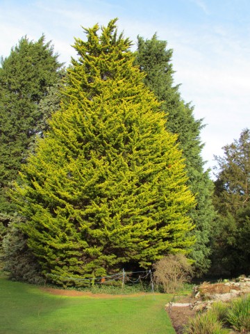 Cupressus macrocarpa CupressusMacrocarpaDonardGold4.JPG