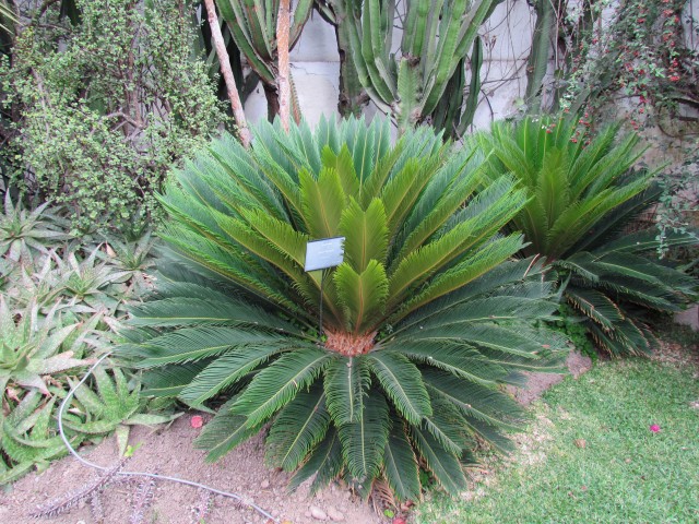 Cycas revoluta CycusRevoluta1.JPG