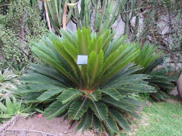 Cycas revoluta CycusRevoluta2.JPG