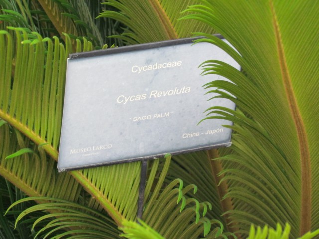 Cycas revoluta CycusRevolutaSign.JPG