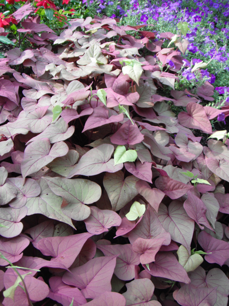 Picture of Ipomoea batatas 'Sweet Caroline Sweetheart Red'