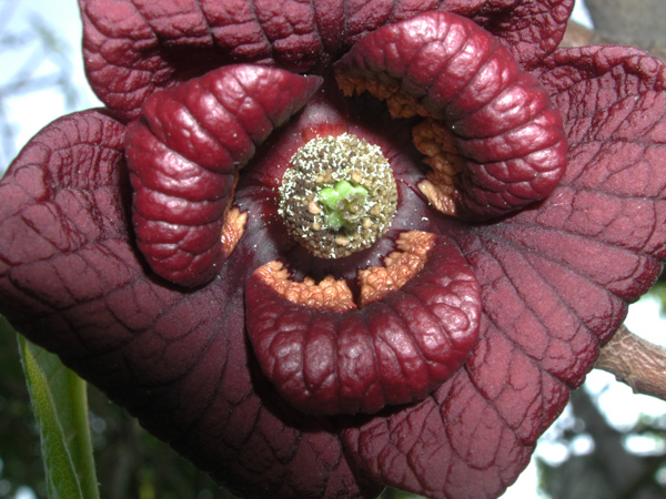 Picture of Asimina triloba  Common Pawpaw