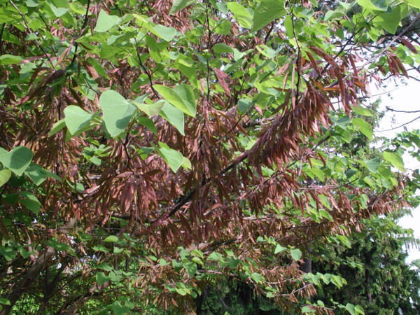 Picture of Cercis canadensis  Eastern Redbud