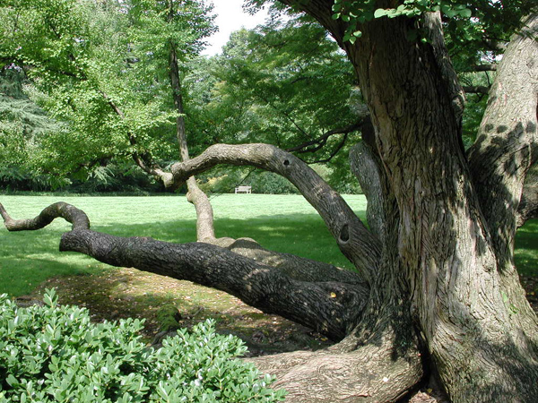 Cercidiphyllum japonicum DSCN0854.jpg