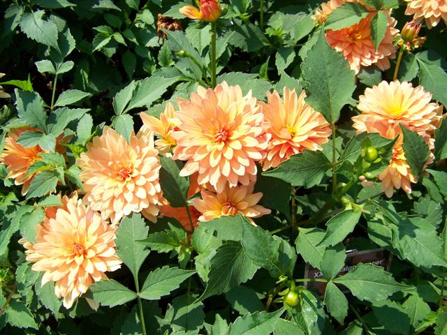 Picture of Dahlia  'XXL Hidalgo Copper' XXL Hidalgo Copper Dahlia