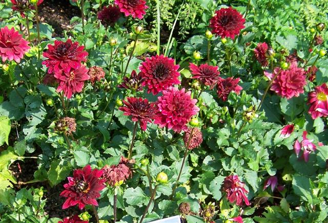 Picture of Dahlia  'XXL Dark Red' XXL Dark Red Dahlia