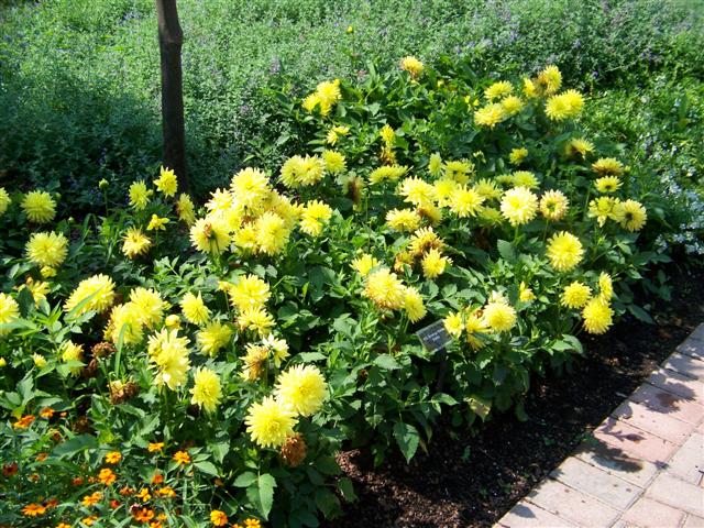 Picture of Dahlia%20%20'XXL%20Durango'%20%20XXL%20Durango%20Dahlia