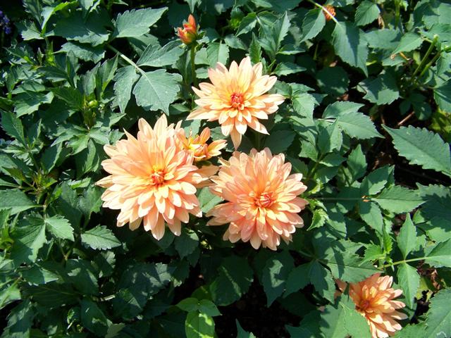 Picture of Dahlia  'XXL Hidalgo Copper' XXL Hidalgo Copper Dahlia