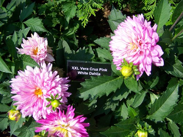 Picture of Dahlia  'XXL Vera Cruz Pink White' XXL Vera Cruz Pink White Dahlia