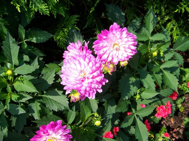 Picture of Dahlia  'XXL Vera Cruz Pink White' XXL Vera Cruz Pink White Dahlia