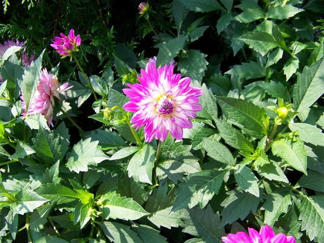 Picture of Dahlia  'XXL Vera Cruz Pink White' XXL Vera Cruz Pink White Dahlia