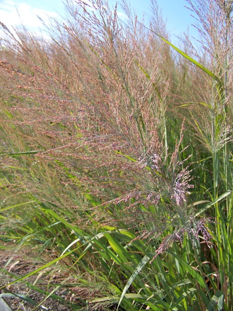 Picture of Panicum virgatum 'Dallas Blues' Dallas Blues Switch Grass