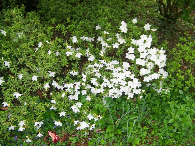 Picture of Rhododendron%20%20'Delaware%20Valley%20White'%20Delaware%20Valley%20White%20Azalea