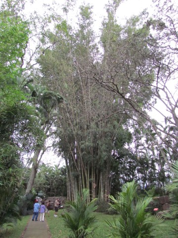 Dendrocalamus giganteus DendrocalamusGiganteusFull.JPG