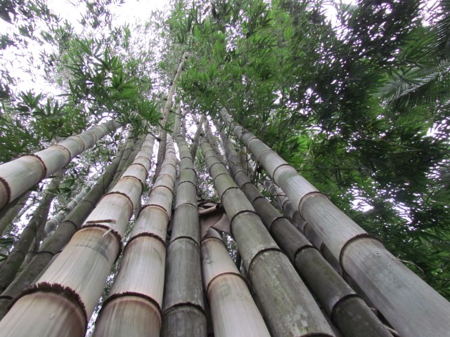 Dendrocalamus giganteus DendrocalamusGiganteusRising.JPG