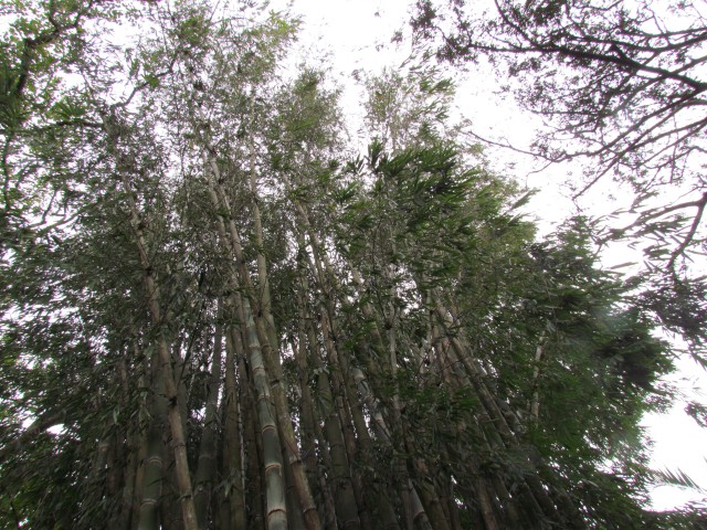 Dendrocalamus giganteus DendrocalamusGiganteusTop.JPG