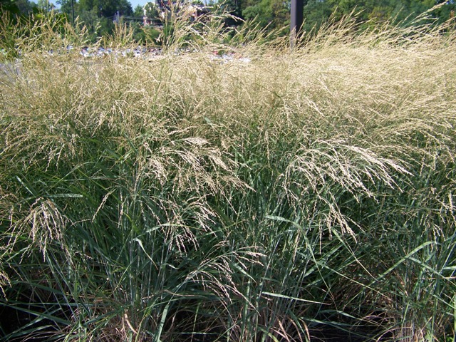 Panicum amarum DeweyBlueClose.JPG