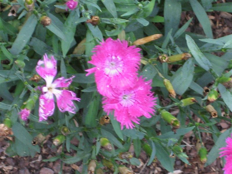 Dianthus chinensis Dianthius_chinensis_flower.JPG