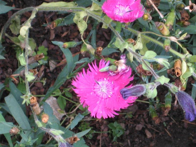 Dianthus chinensis Dianthius_chinensis_flower_close_edible.JPG