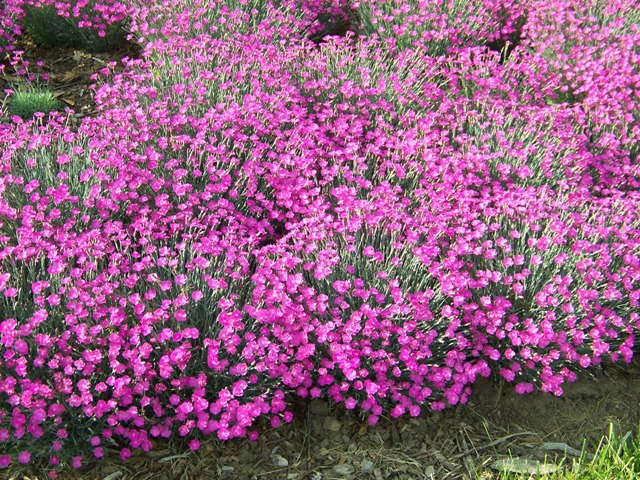 Picture of Dianthus gratianopolitanus 'Firewitch' Firewitch Dianthus