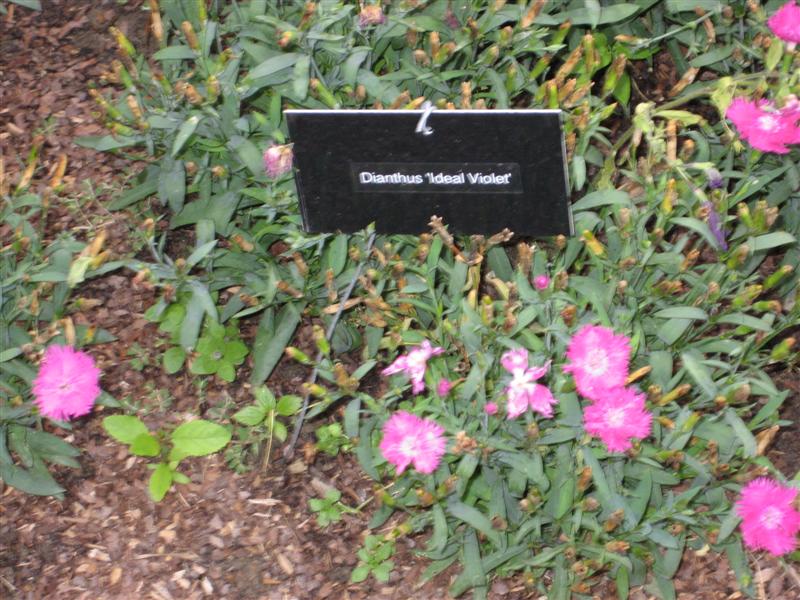 Dianthus chinensis Diathus_chinensis_plant_edible.JPG