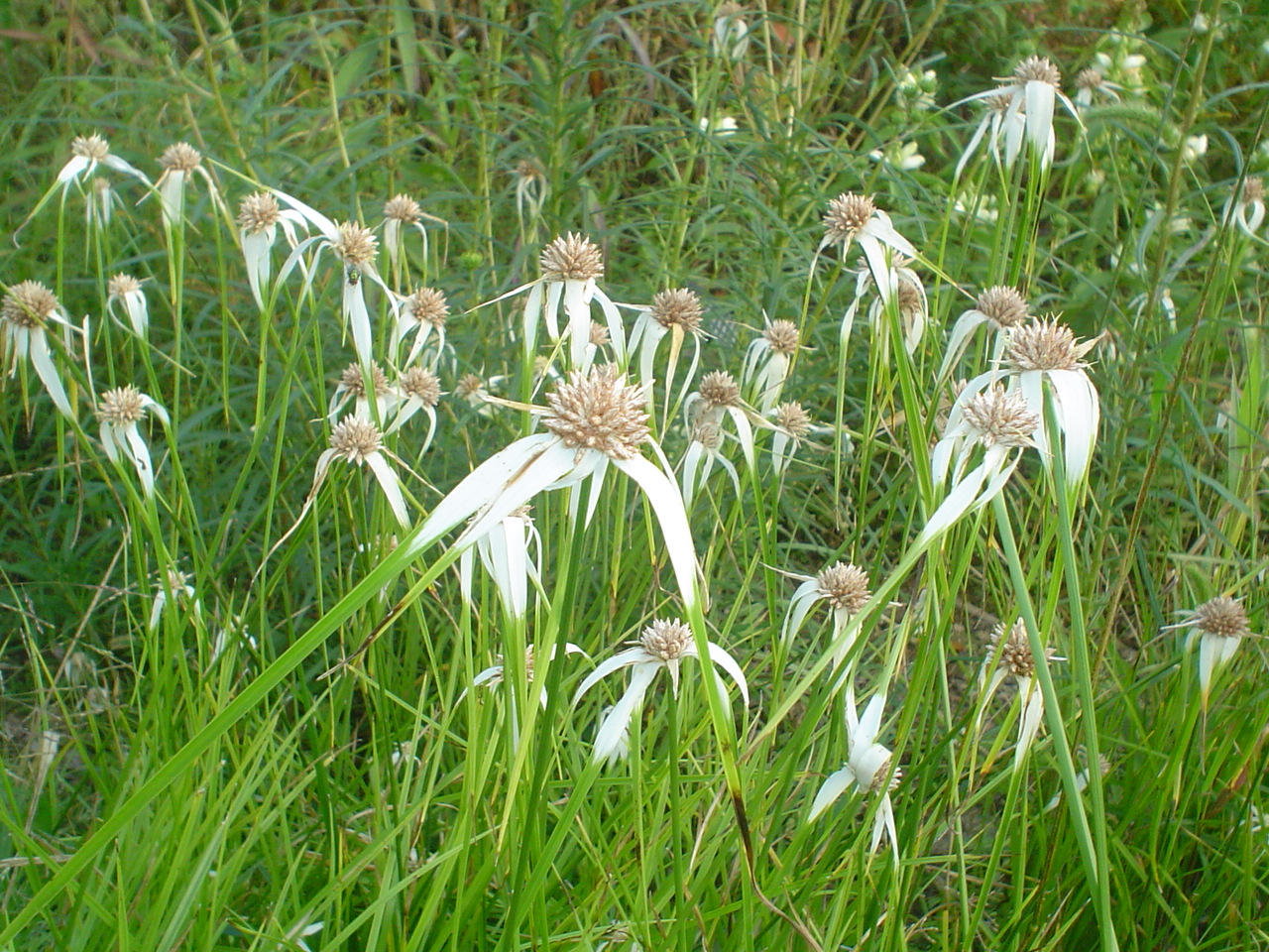 Picture of Dichromena colorata  Whitetop Sedge