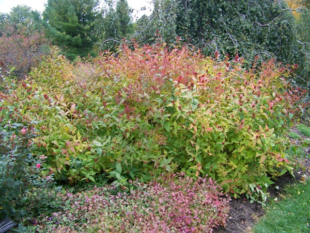 Picture of Diervilla sessilifolia  Southern Bush Honeysuckle