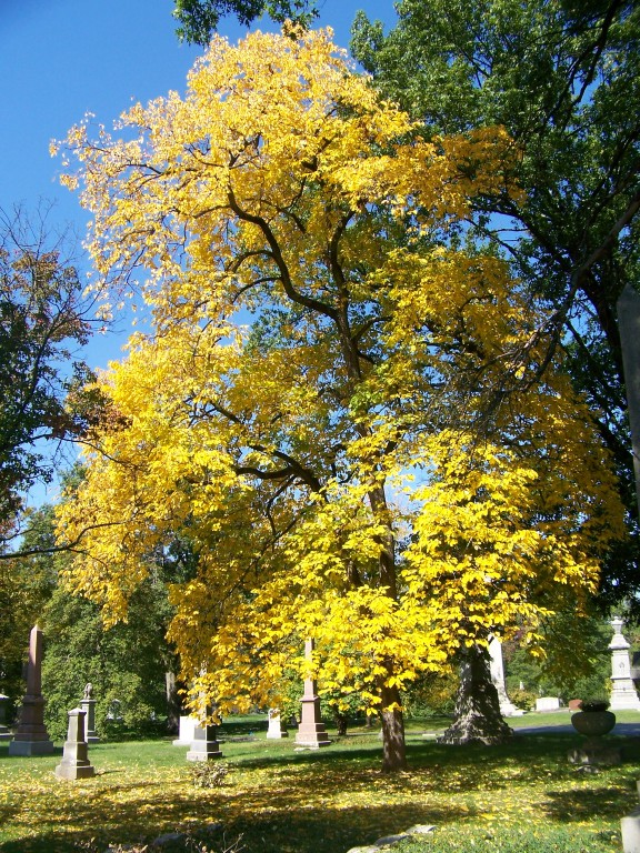 Picture of Diospyros virginiana  Persimmon