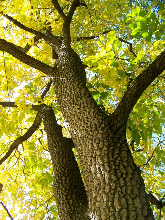 Picture of Diospyros virginiana  Persimmon