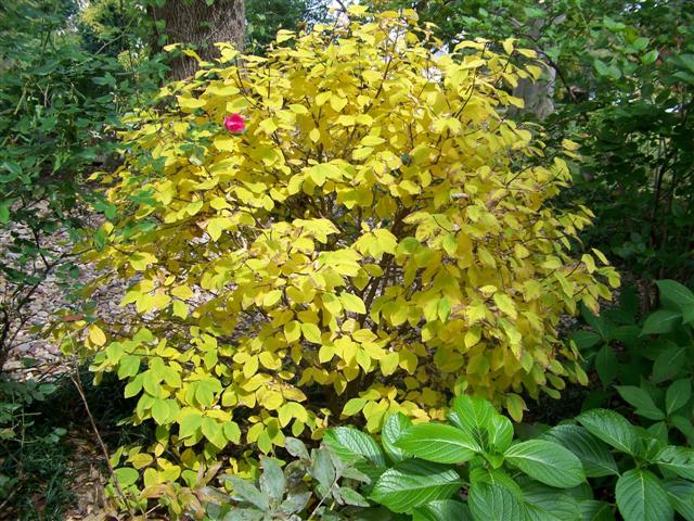 Picture of Dirca palustris  Leatherwood