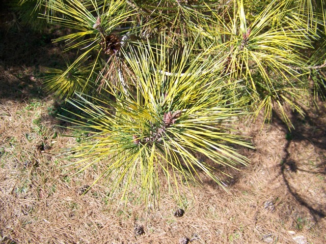 Pinus densiflora Dragonseyeneedles.JPG